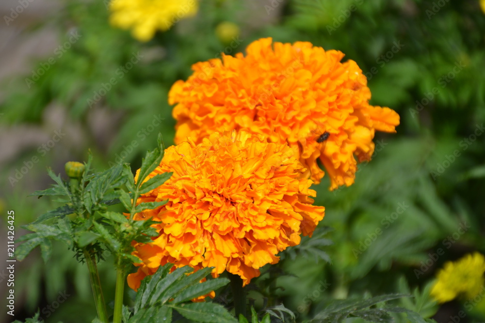 Marigolds in Bloom Marigolds in Bloom