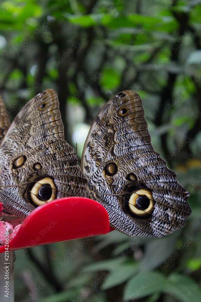 Butterly in the rainforest, colombia Butterly in the rainforest, colombia