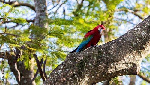 Brazilian Macaw photo