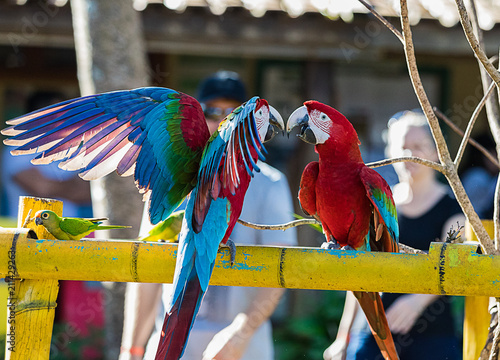 фотографія Brazilian Macaw