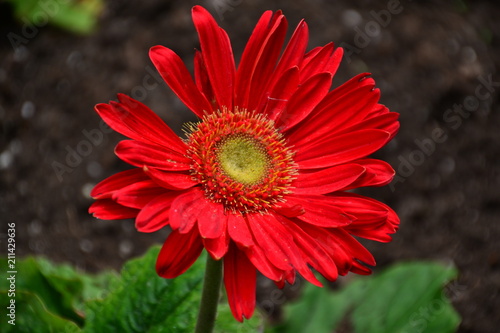 Barberton Daisy