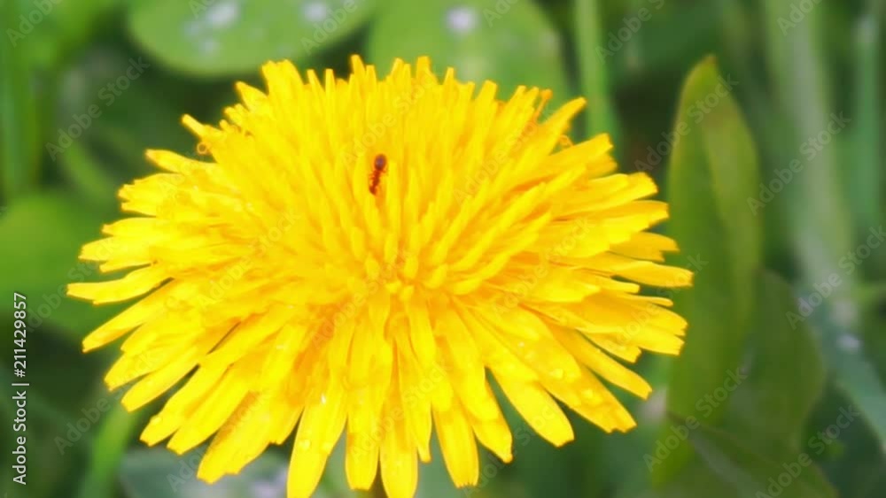 Yellow dandelion flowers (Taraxacum officinale) close-up Yellow dandelion flowers (Taraxacum officinale) close-up