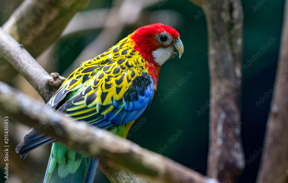 A colorful parrot on a branch in zoo