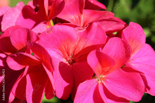 Beautiful pink flowers of geranium. Close-up. Background.