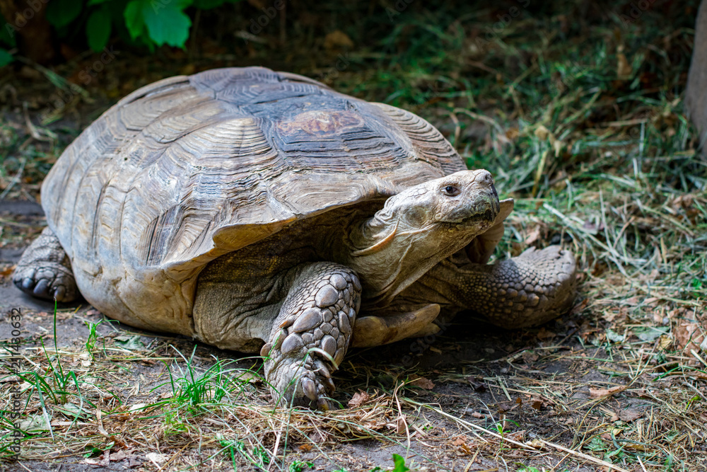 Portrait beautiful turtle in green grass close - up Portrait beautiful turtle in green grass close - up