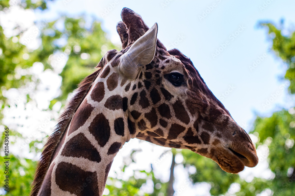 giraffe view from the side against the blue sky and green trees giraffe view from the side against the blue sky and green trees