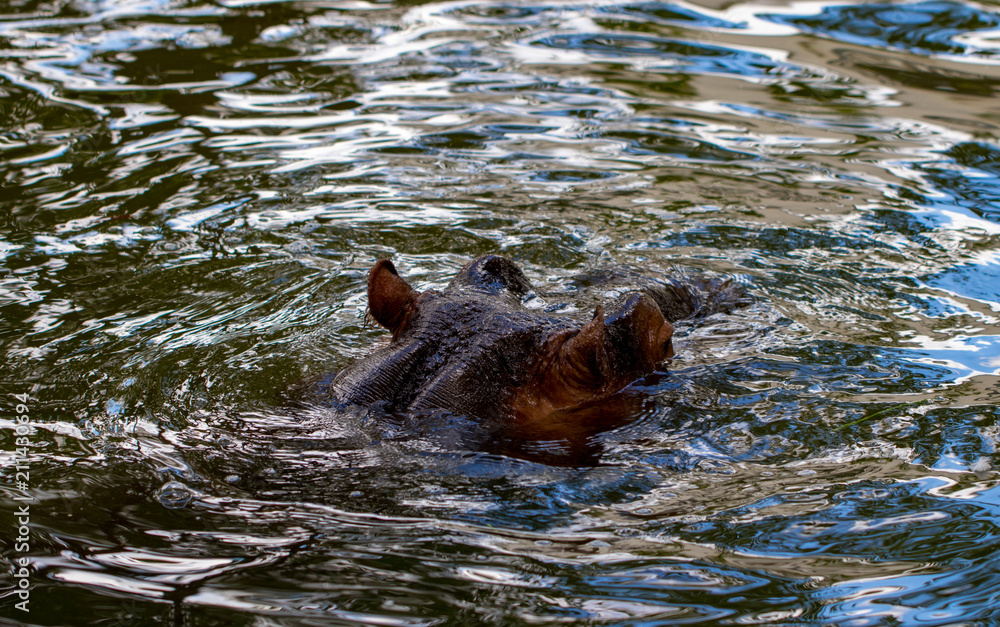 Fototapeta premium Behemoth completely bathed in the river at the level of the water on a hot sunny summer day. The nose and the eyes Hippo got out of the water