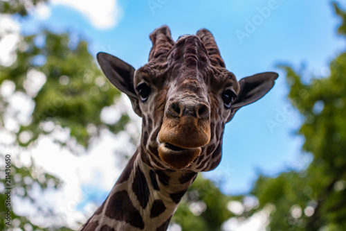 Close-up of a giraffe in front of some green trees  looking at the camera as if to say You looking at me. With space for text