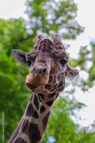 Fototapeta Naklejka Na Ścianę i Meble -  Close-up of a giraffe in front of some green trees, looking at the camera as if to say You looking at me. With space for text