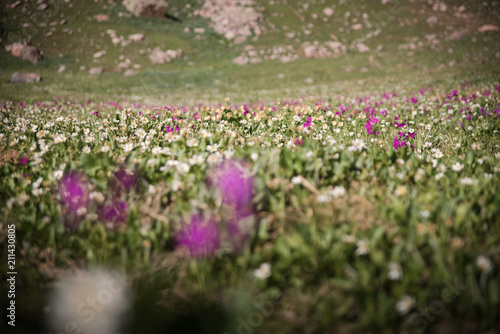 A field of wild flowers in Colorado during summer. 