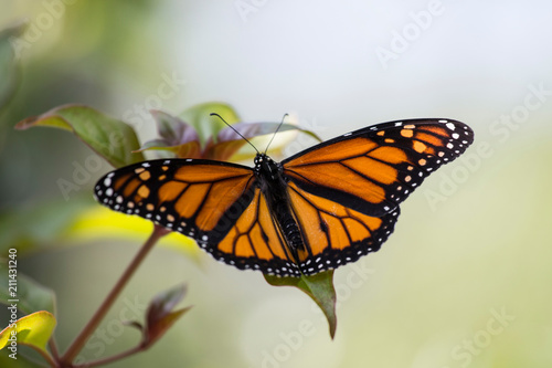 Yellow and Black Butterfly with soft Green/Orange Background