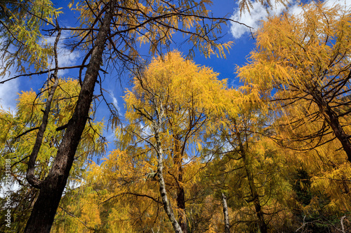 Fall Colors, Trees, Colorful Yellow and Green Leaves, Blue Sky, Forest. Perspective looking up through the trees at the blue sky