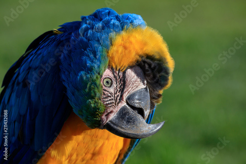 Portrait Image of colorful Parrot, Head Tilted Upside Down - Blue and Yellow Feathers, Green soft background photo