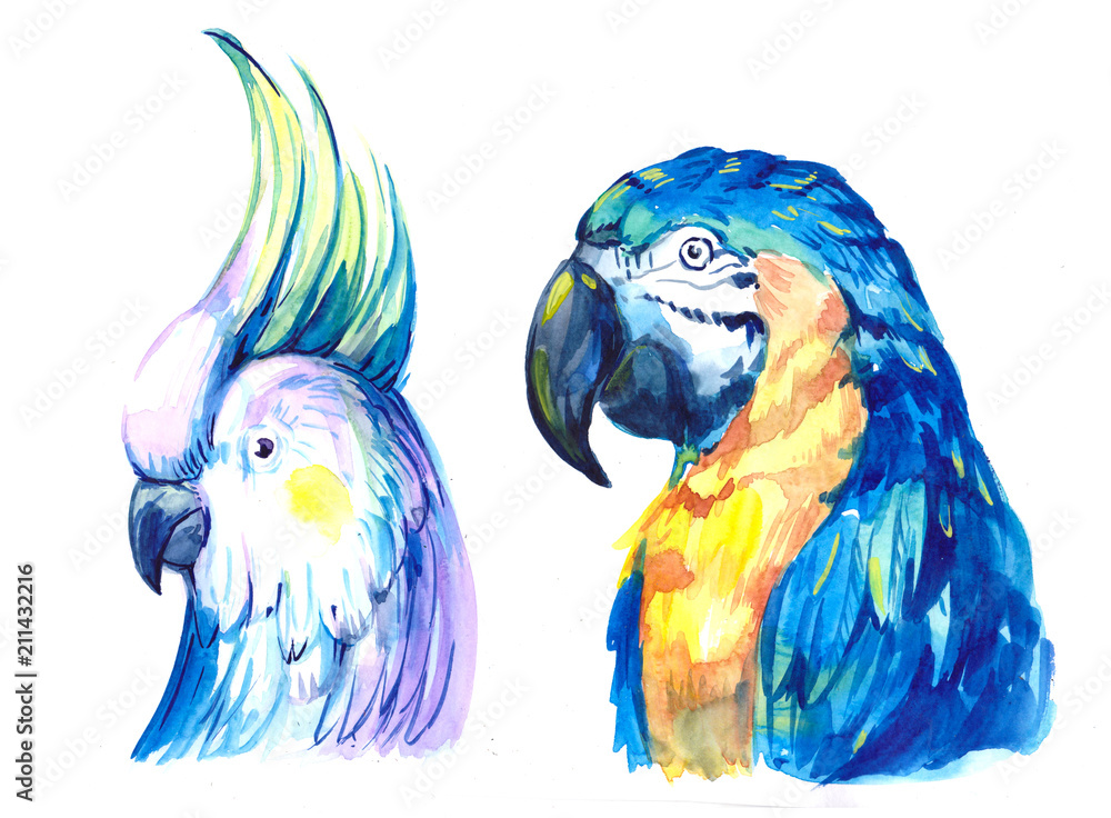 Obraz premium Flying tropical parrot Ara. Watercolor hand drawn illustration