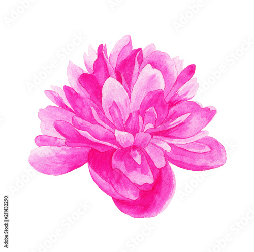 Pink peony isolated. Watercolor hand drawn illustration