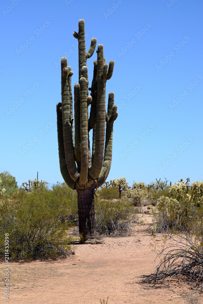 Saguaro Cactus cereus giganteus Saguaro Cactus cereus giganteus