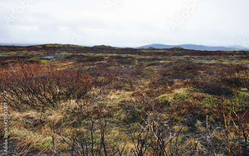 beautiful nature of Iceland, volcanic landscape covered with moss © ESENIY