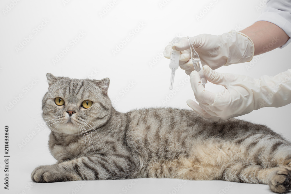A vet, a doctor with a syringe is going to inject a Scottish cat on a white background, isolated