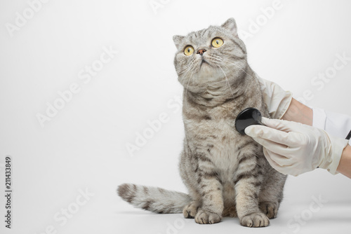 A veterinarian does a check on a pretty beautiful cat. On a white background, with a space for inscription, isolate