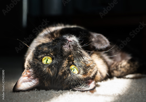 A beautiful tortoiseshell cat lays upside down as she basks in a morning sunbeam photo