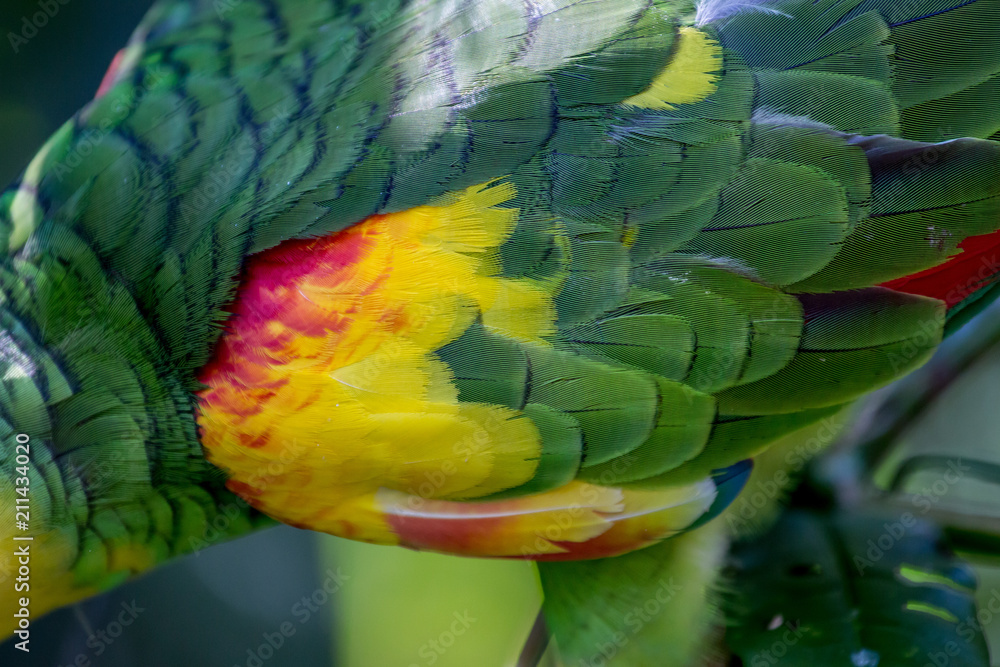 Fototapeta premium Close up of the feathers of a parrot