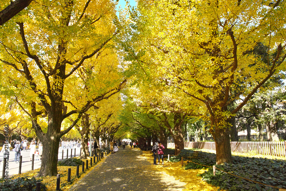 Naklejka premium Rząd drzew miłorzębu jesienią Jingu Gaien