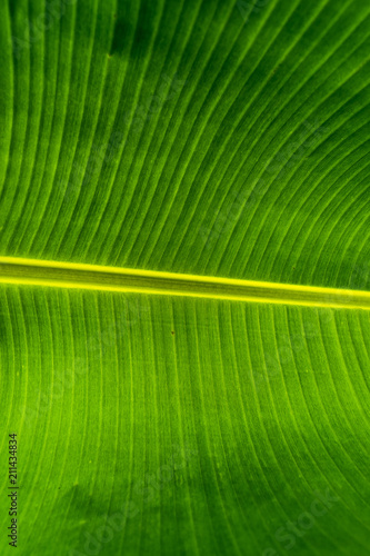 Leaf detail macro texture special