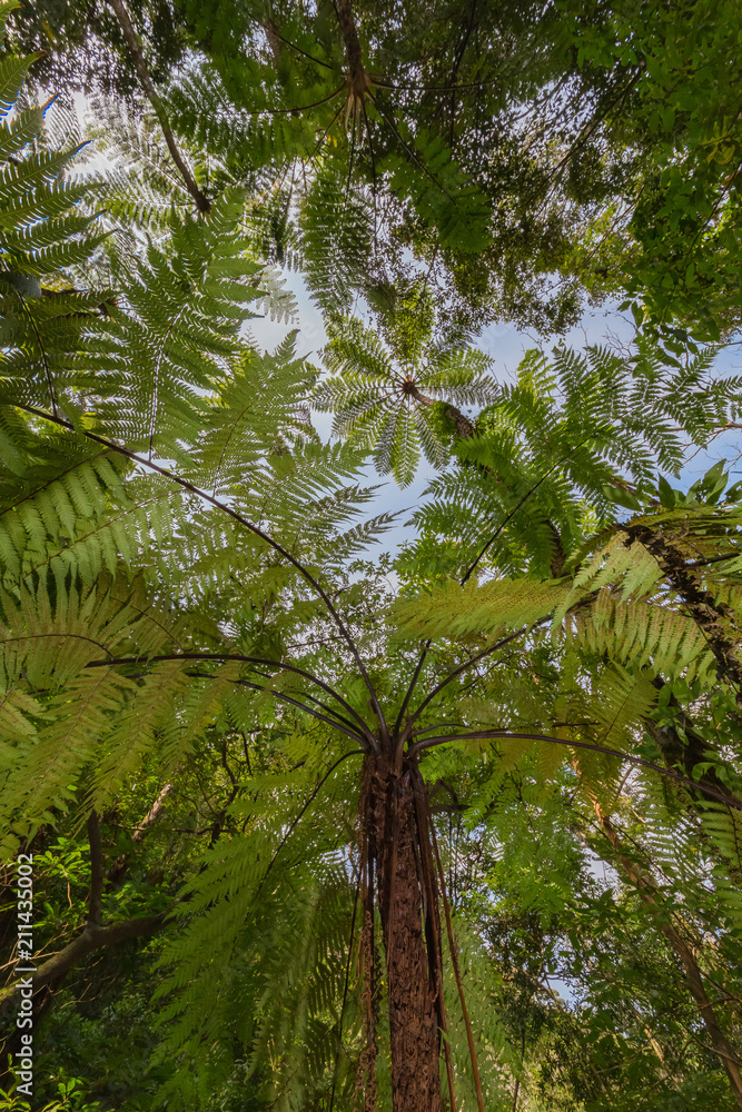 Obraz premium 金作原原生林