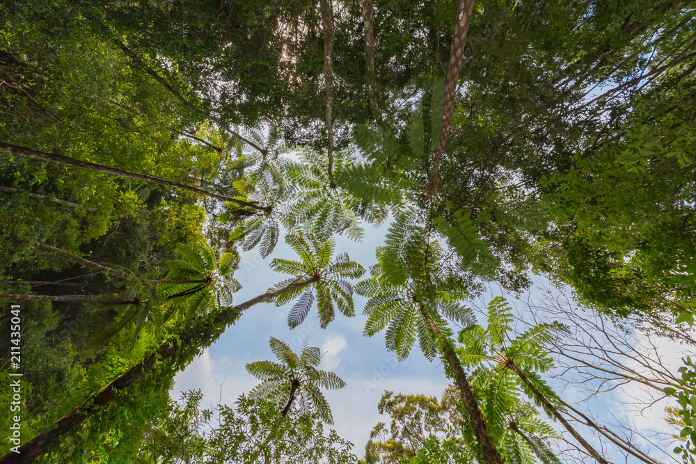 Obraz premium 金作原原生林