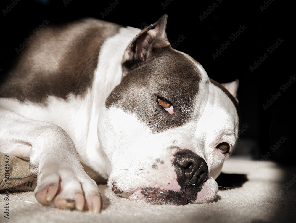 A sleepy exhausted American Staffordshire Terrier Pit Bull dog rests in the sun