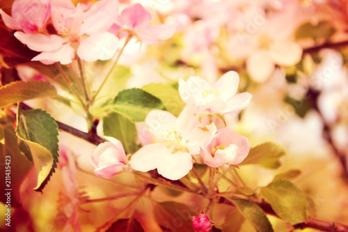 spring blossom © Kseniia Veledynska