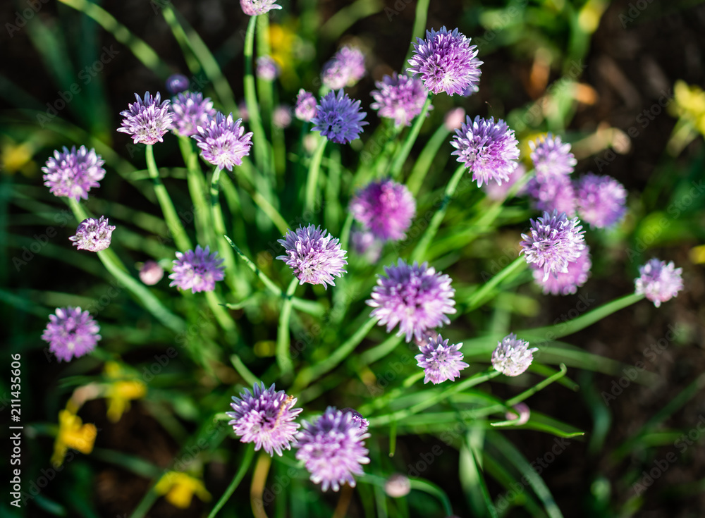 A bunch of beautiful large wild chive flowers A bunch of beautiful large wild chive flowers
