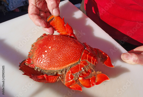 Spanner or Red Frog Crab. Ranina ranina. photo