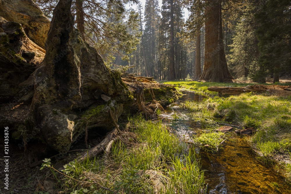 Small Stream Near Fallen Giant Sequoia Tree in Green Grass Meadow
