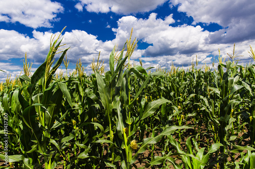 Corn field with blue sky and white cloud