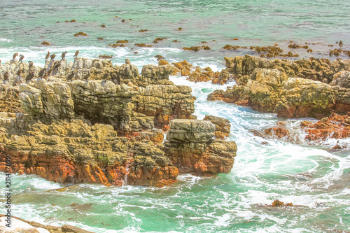 Colonies of Cormorant at Stony Point: Crowned cormorant, Cape cormorant and Bank cormorant, all of which breed on the rocks at sea.Stony Point Nature Reserve near Betty's Bay in South Africa.