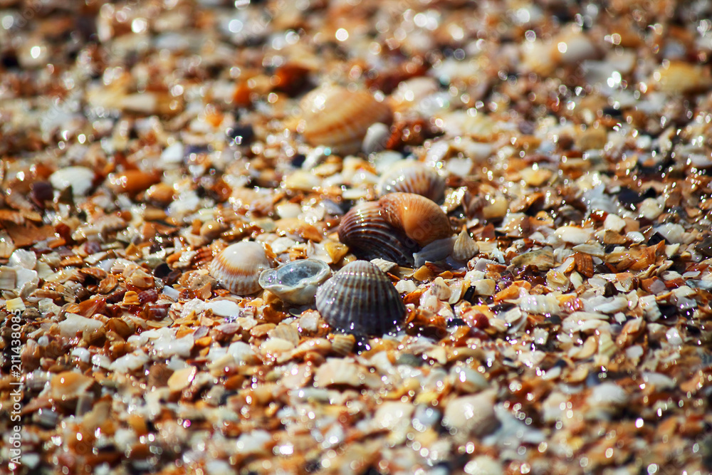 Marine background. Broken and whole shells in the sand on the beach. Selective focus. Close-up, side view, copy space. Marine background. Broken and whole shells in the sand on the beach. Selective focus. Close-up, side view, copy space.
