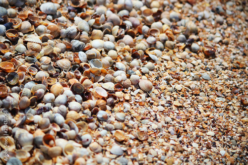 Marine background. Broken and whole shells in the sand on the beach. Selective focus. Close-up, side view, copy space.