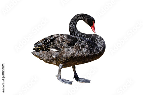 A side view of Black Swan or Cygnus Atratus, isolated on white background. The Black Swan is located on Perth's Swan river shore in Western Australia.