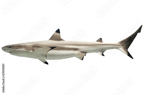 Side view of Australian blacktip shark, Carcharhinus tilstoni, isolated on white. Is a species of requiem shark, family Carcharhinidae, endemic to northern and eastern Australia. Copy space. photo