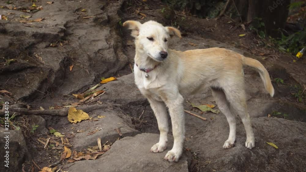 Cute Dog Hanging Out at Nature Park in Thailand Cute Dog Hanging Out at Nature Park in Thailand