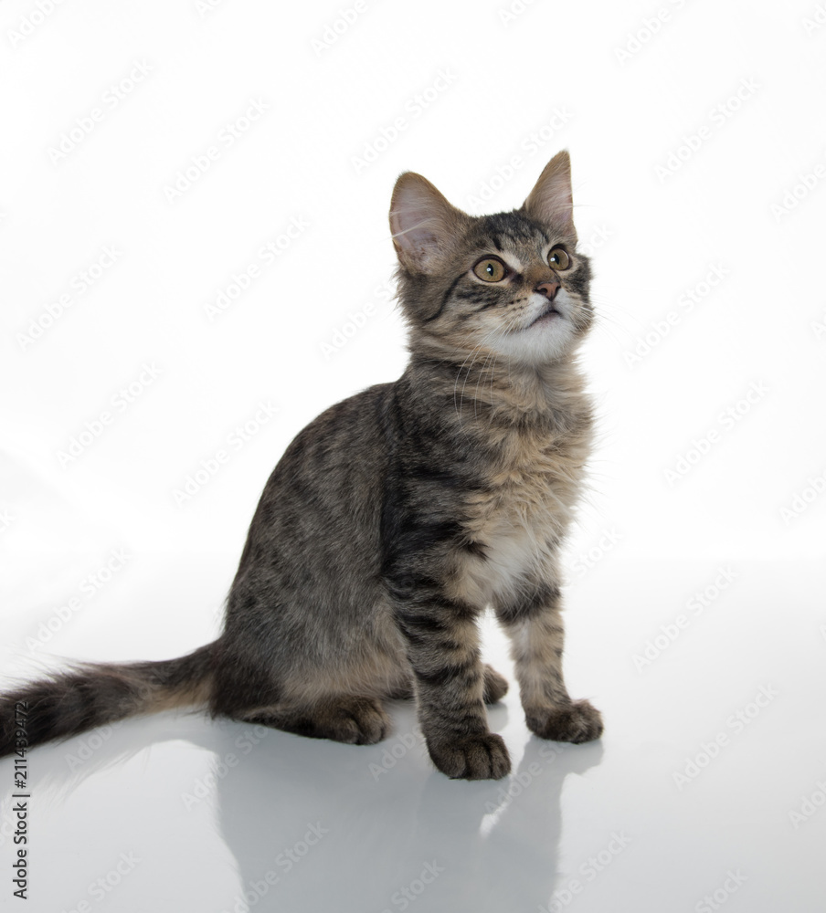 Tabby Kitten On White Background