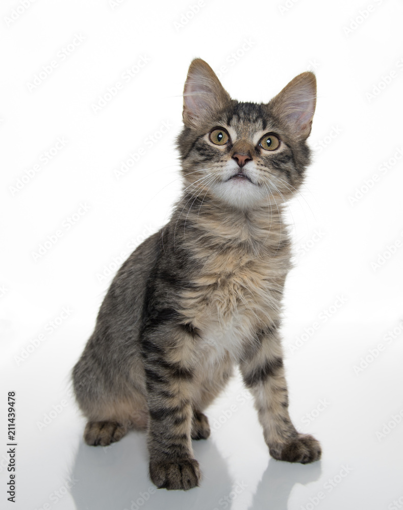 Tabby Kitten On White Background Tabby Kitten On White Background