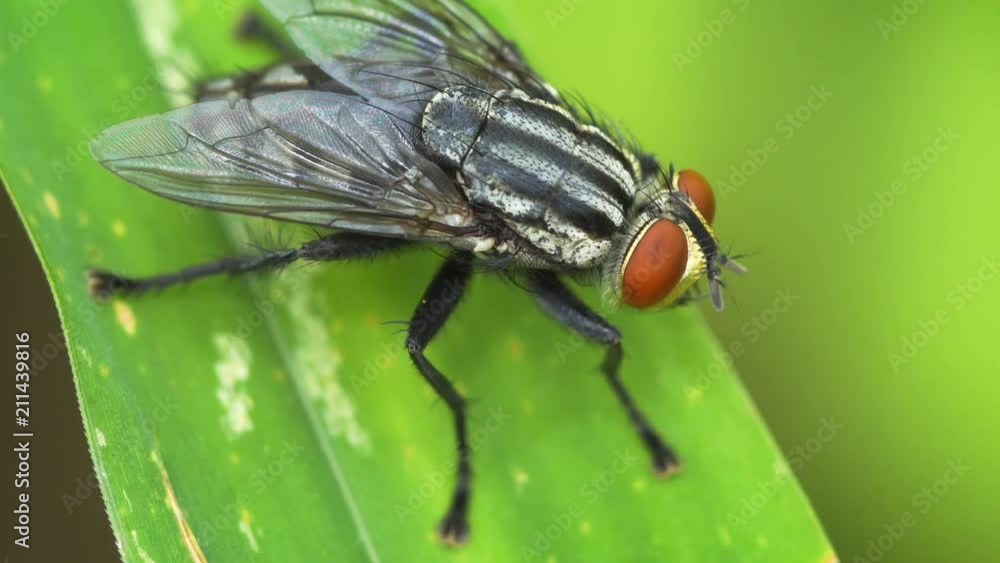 Blow Fly on a Green Leaf in Closeup
