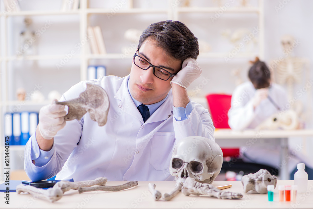 Professor studying human skeleton in lab Professor studying human skeleton in lab