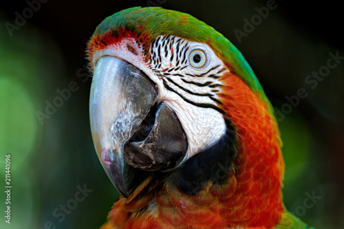 Colourful macaw from up close