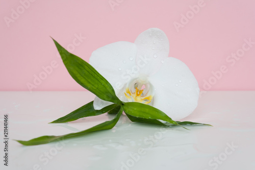 Orchid close-up with bamboo leaves and water drops