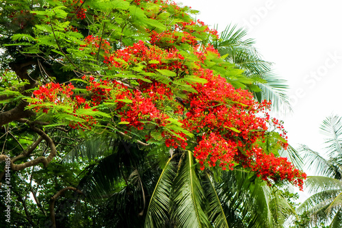 flame tree red flower blooming new born green leaves on tree photo