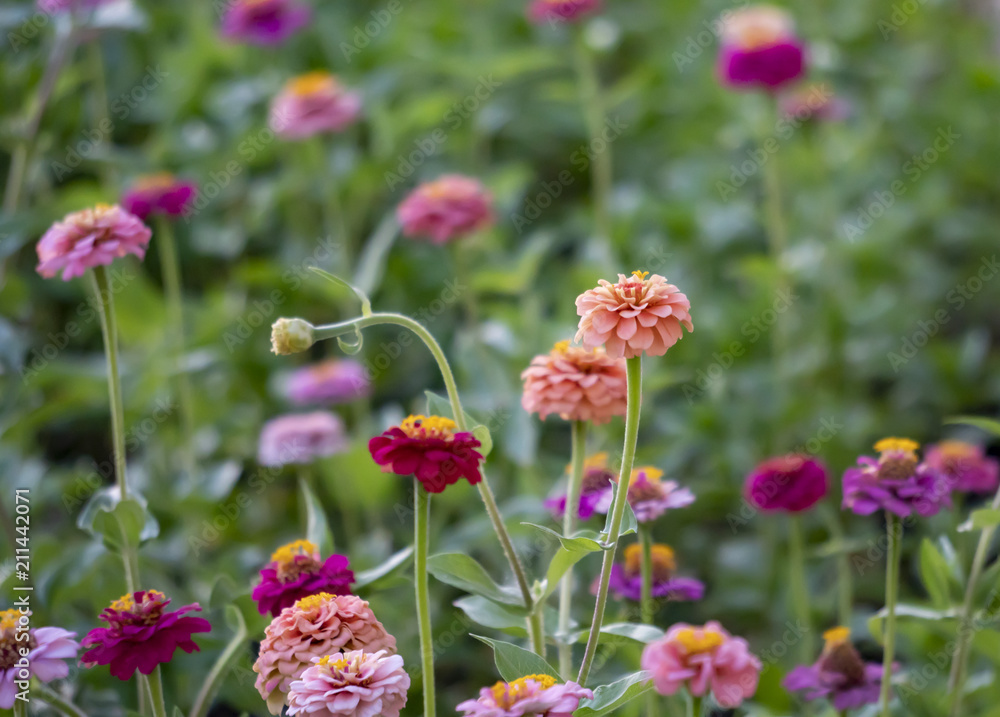 Zinnia, Flowers, Spring Bloom Zinnia, Flowers, Spring Bloom