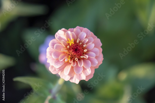 Zinnia, Flowers, Spring Bloom